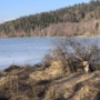 Beaver present at Gradiško lake