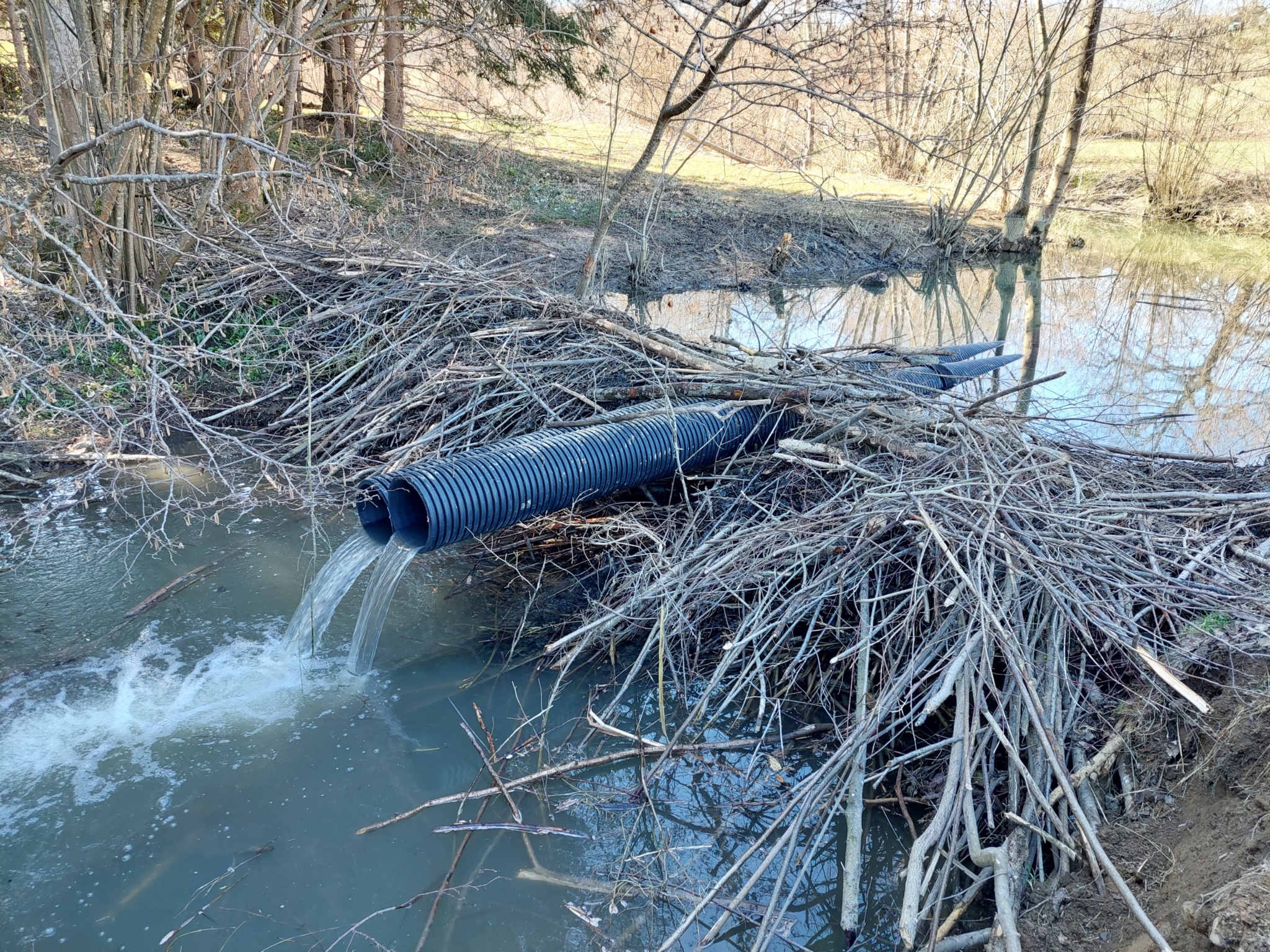Second beaver-deceiver installation to prevent flooding along a beaver ...