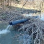 Second beaver-deceiver installation to prevent flooding along a beaver dam (Buča creek, Kozjansko)